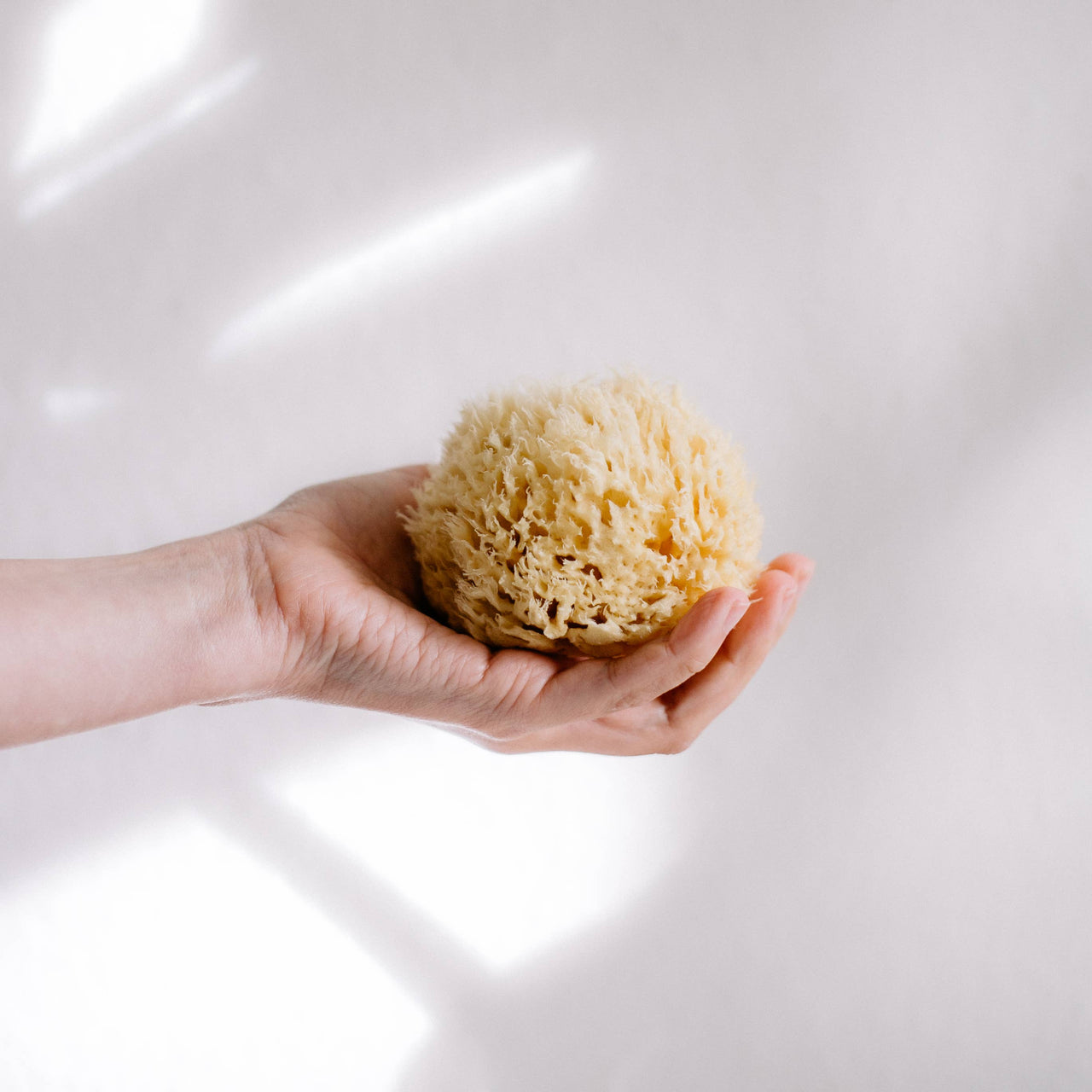 Croll & Denecke Natural sponge (Medium)